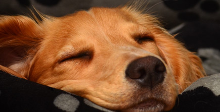 Fleece Dog Beds Waterproof Washable Hypoallergenic