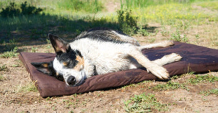 Waterproof Washable Kennel Crate Pad Hypoallegenic